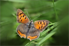<p>OHNIVÁČEK ČERNOKŘÍDLÝ (Lycaena phlaeas) ---- /Small copper - Kleiner Feuerfalter/</p>